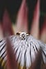 wedding ring in a beautiful flower in Hawaii